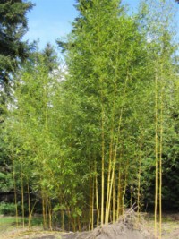 Ph. aureosulcata 'Spectabilis'